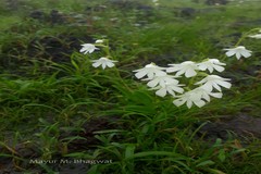 Habenaria panchganiensis